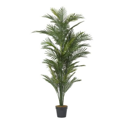 Robellini Palm 6' - TL811