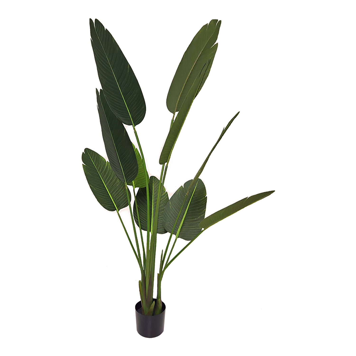 Traveler Palm 5' - TL976