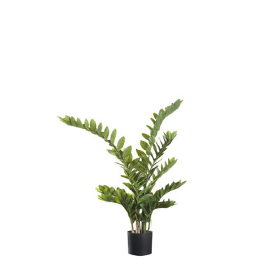 Zamiifolia Bush - TL977