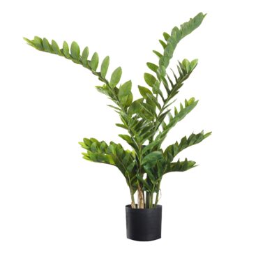 Zamiifolia Bush - TL977