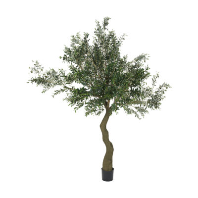 Olive Tree 10' - TL979