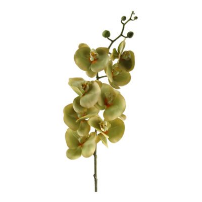 Green Phal Orchid Stem - FL2283