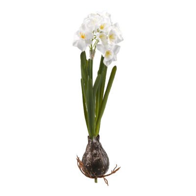 Paper Whites - FL2343