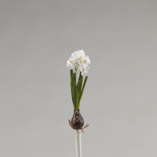 Paper Whites - FL2343