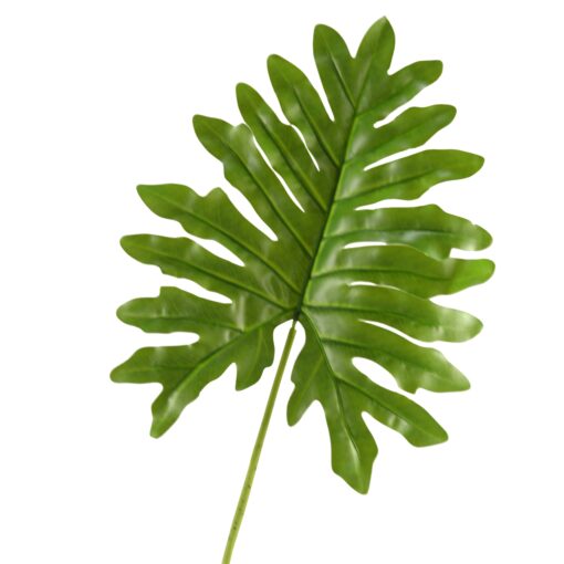 Medium Selloum Philo Leaf - GR1915