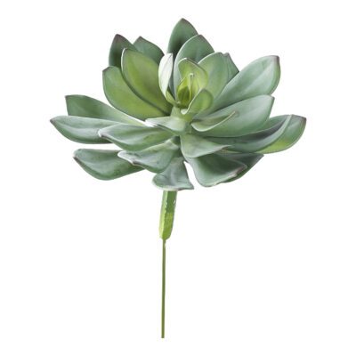 Green/Red Echeveria - GR2037