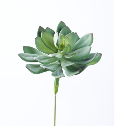Green/Red Echeveria - GR2037