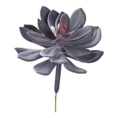 Red Echeveria - GR2039