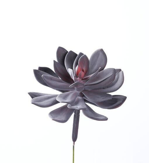Red Echeveria - GR2039