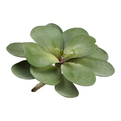 Large Round Leaf Echeveria - GR2070