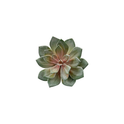 Green/Rose Echeveria - GR2071