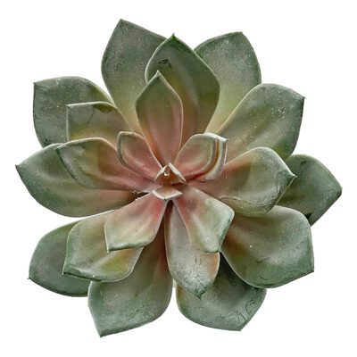 Green/Rose Echeveria - GR2071