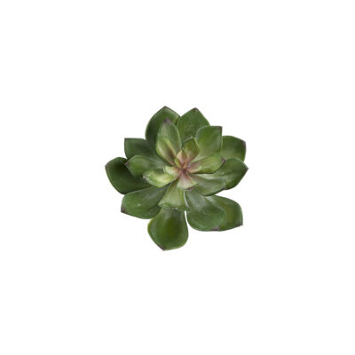 Frosted Green Echeveria - GR2072