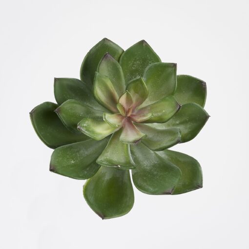 Frosted Green Echeveria - GR2072