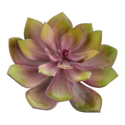 Pink Echeveria - GR2073