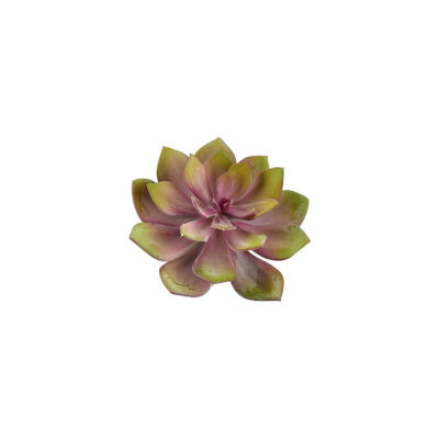 Pink Echeveria - GR2073