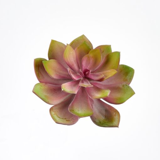 Pink Echeveria - GR2073