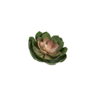 Green/Red Echeveria - GR2074