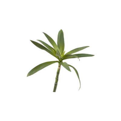 Green Yucca Head - GR2075