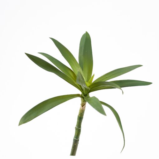 Green Yucca Head - GR2075