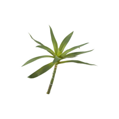 Green Yucca Head - GR2079