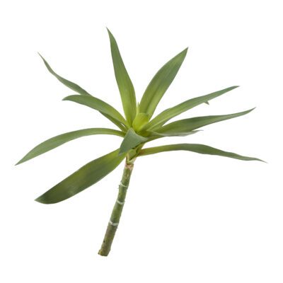Green Yucca Head - GR2079