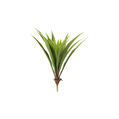 Green Lily Grass - GR2082