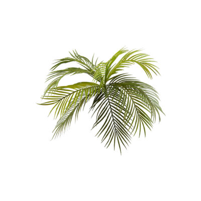 Hawaiian Palm Frond - GR2084
