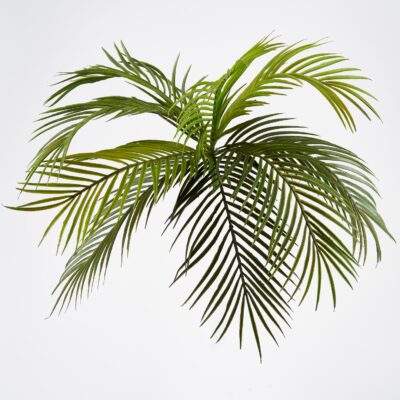 Hawaiian Palm Frond - GR2084
