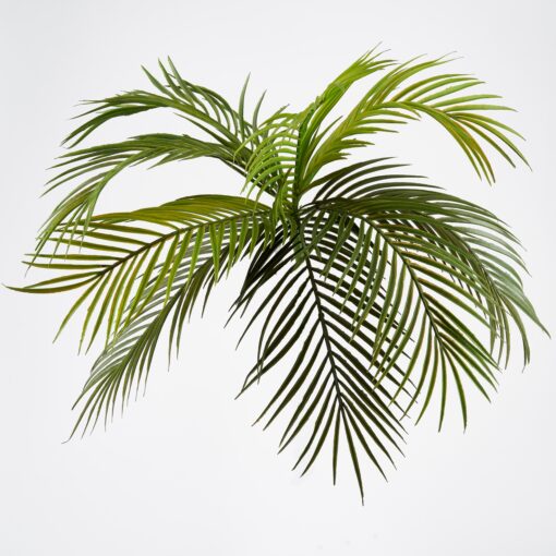 Hawaiian Palm Frond - GR2084