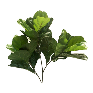 Fiddle Leaf Fig Branch - TL752