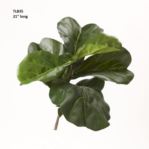 Fiddle Leaf Fig Branch - TL846