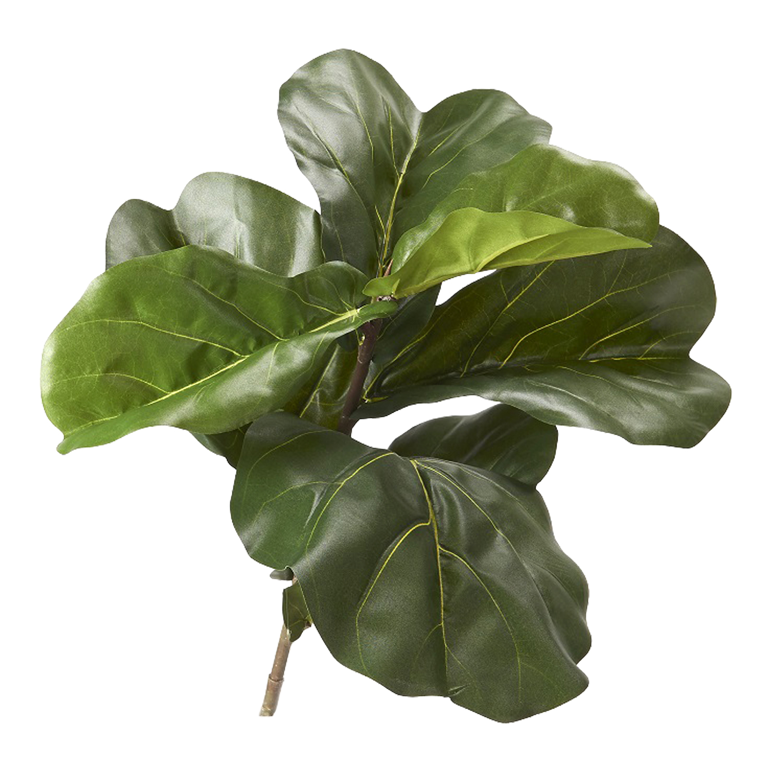 Fiddle Leaf Fig Branch - TL846