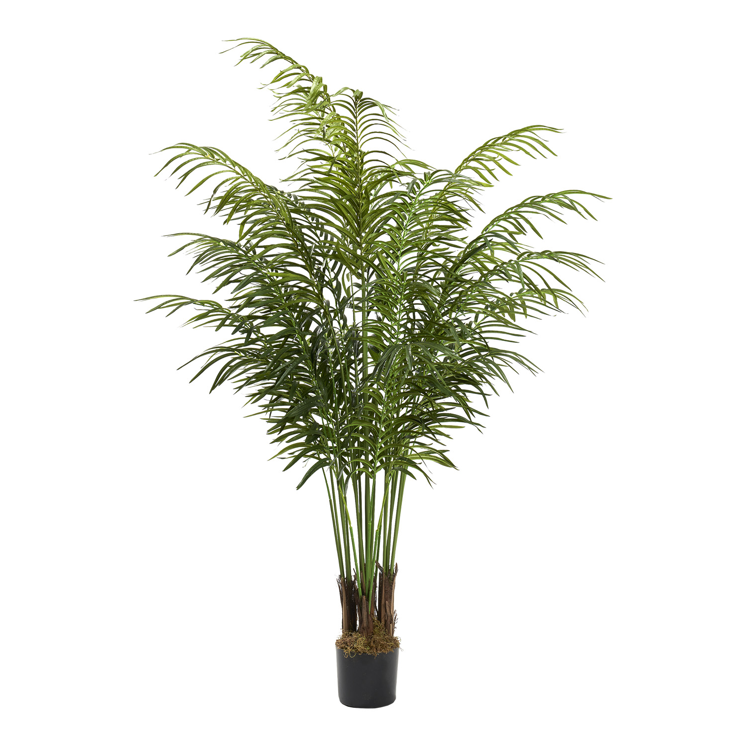 Areca Palm Lush 6' - TL995