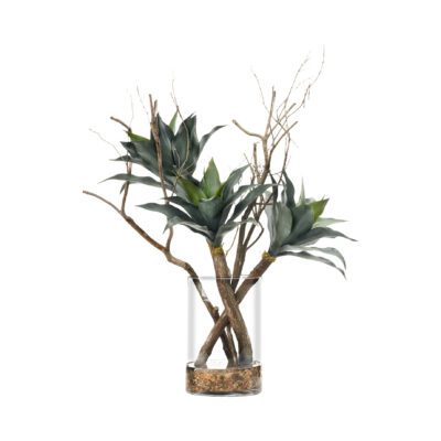 Agave Plant and Dragonwood in Large Glass Vase - 246030