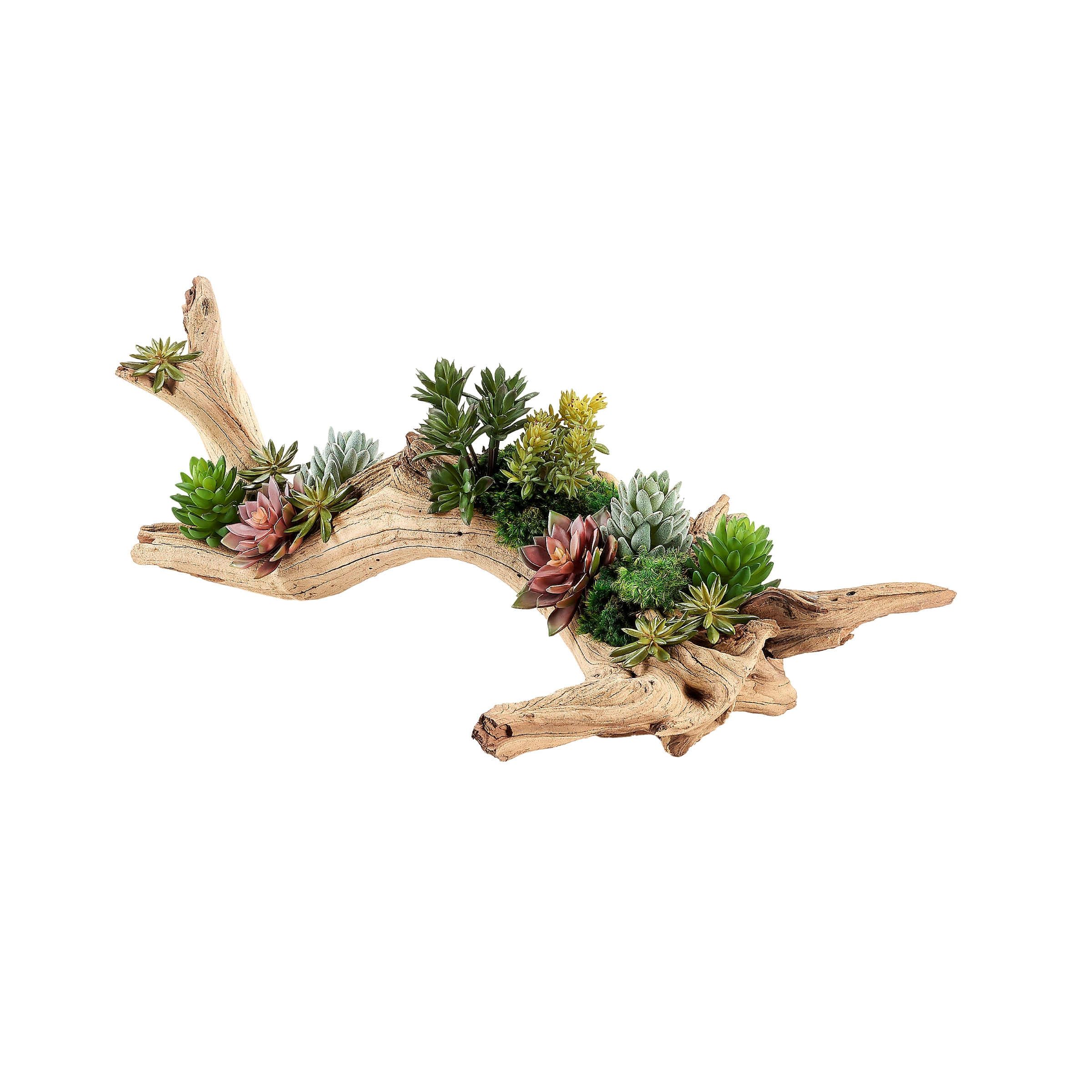 Mixed Succulents on Ghostwood Log - 249000