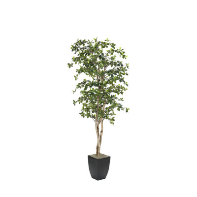 Black Olive Tree in Cardinal Planter 8' - 323843