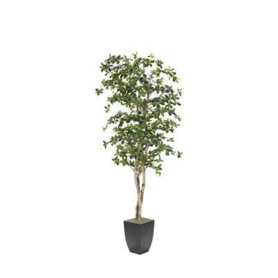 Black Olive Tree in Cardinal Planter 8' - 323843