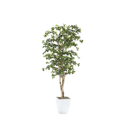 Black Olive Tree in Cardinal Planter 8' - 323844
