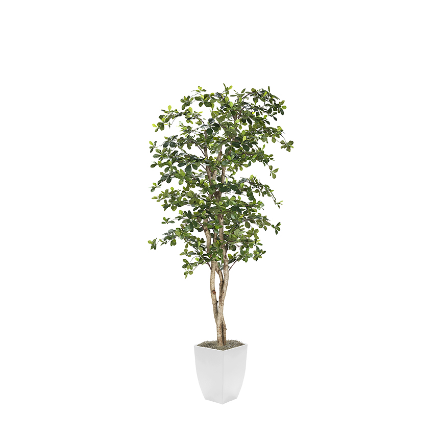 Black Olive Tree in Cardinal Planter 8' - 323844