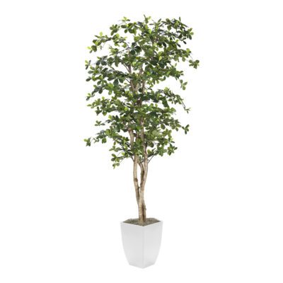 Black Olive Tree in Cardinal Planter 8' - 323844