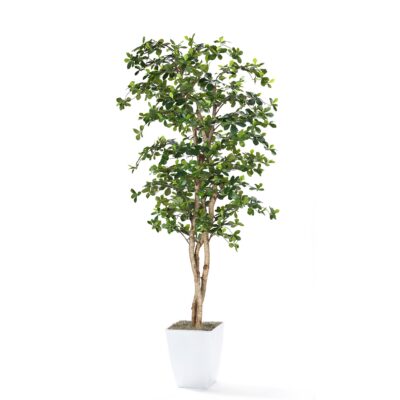 Black Olive Tree in Cardinal Planter 8' - 323844