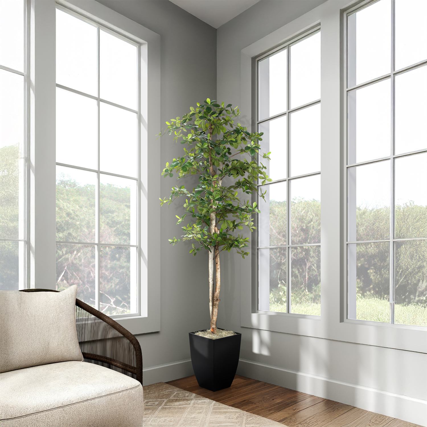 Black Olive Tree in Cardinal Planter 7' - 323845 - Image 2