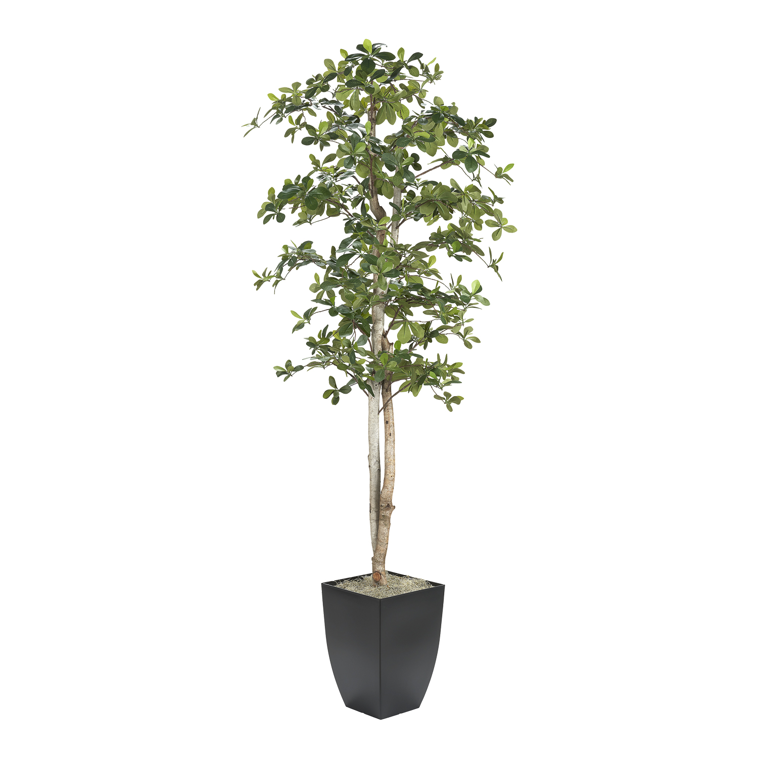 Black Olive Tree in Cardinal Planter 7' - 323845