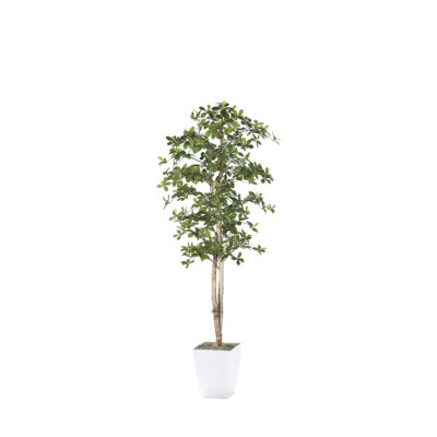 Black Olive Tree in Cardinal Planter 7' - 323846