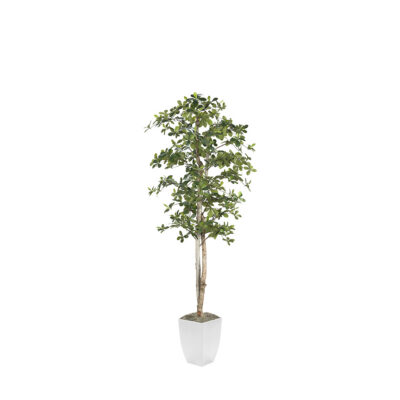 Black Olive Tree in Cardinal Planter 7' - 323846
