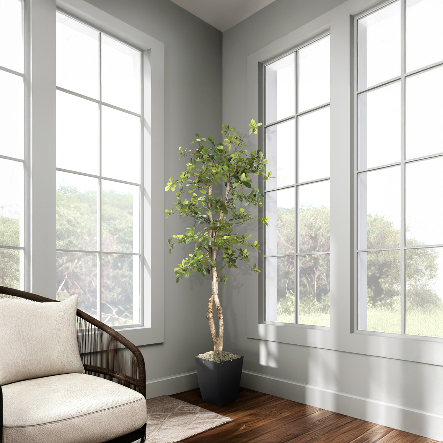 Black Olive Tree in Cardinal Planter 6' - 323847 - Image 2
