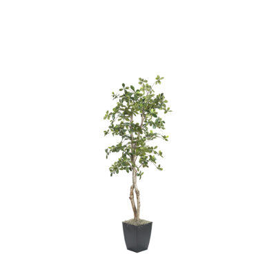 Black Olive Tree in Cardinal Planter 6' - 323847
