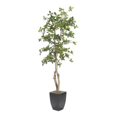 Black Olive Tree in Cardinal Planter 6' - 323847