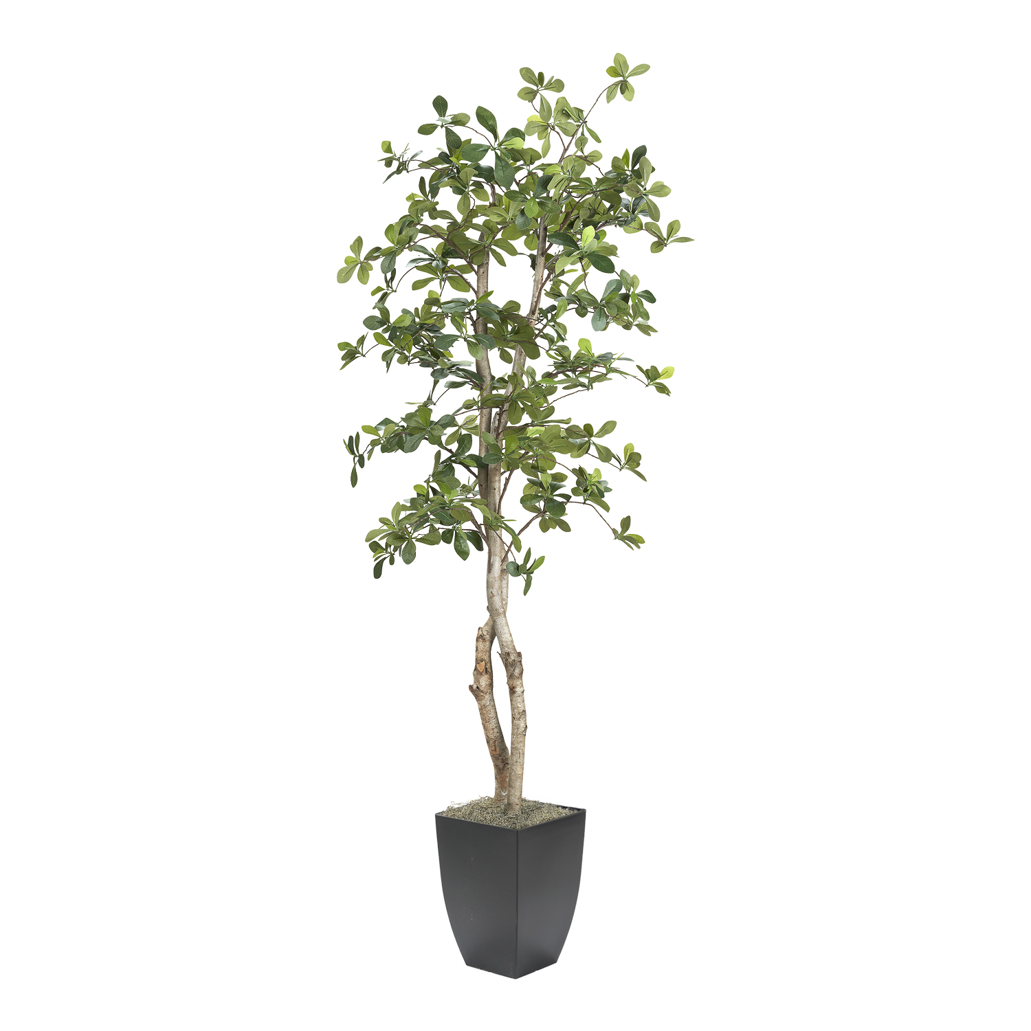 Black Olive Tree in Cardinal Planter 6' - 323847